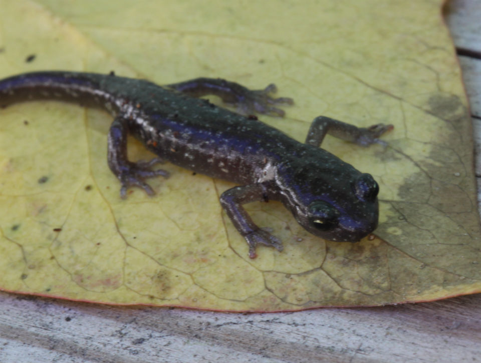 Arboreal Salamander